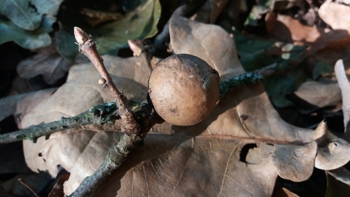 hrčiarka dubienková (Andricus kollari)
