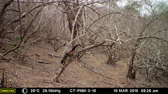 Sciurus stramineus