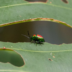 Chrysocoris eques