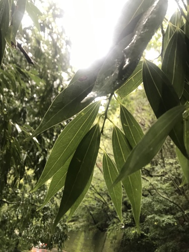 Turougwi (Cinnamomum osmophloeum)