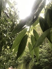 Cinnamomum osmophloeum