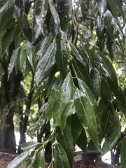 Cinnamomum osmophloeum