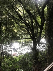 Cinnamomum osmophloeum