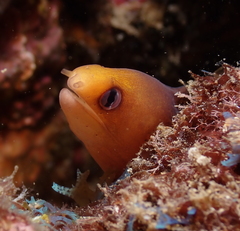 Gymnothorax melatremus