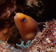 Gymnothorax melatremus