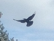 Corvus brachyrhynchos