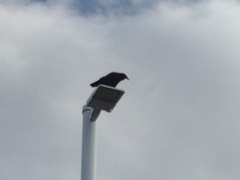 Corvus brachyrhynchos