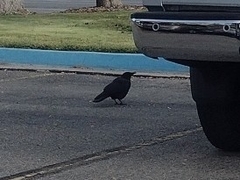 Corvus brachyrhynchos