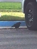 Corvus brachyrhynchos