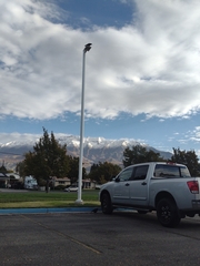 Corvus brachyrhynchos