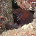 Viper Moray - Photo (c) Sara Thiebaud, some rights reserved (CC BY-NC), uploaded by Sara Thiebaud