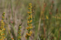 Manulea obovata