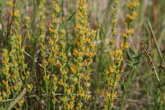 Manulea obovata