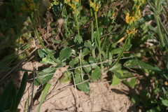 Manulea obovata
