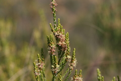 Passerina rubra