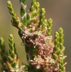 Passerina rubra