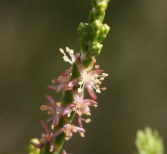 Passerina rubra