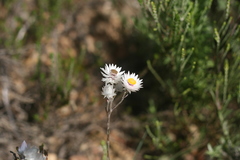 Achyranthemum affine