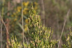 Passerina rubra