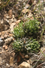 Haworthiopsis fasciata