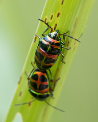 Lampromicra jactator