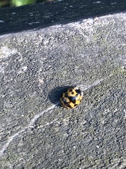 Harmonia axyridis