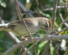 Aimophila ruficeps canescens