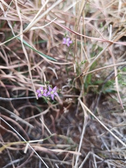Wahlenbergia namaquana