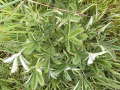 Potentilla gracilis