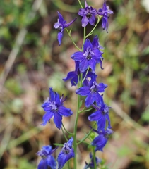 Delphinium decorum