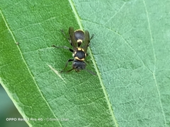 Ropalidia timida