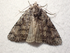 Anaplectoides pressus