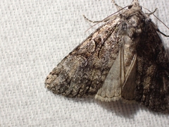 Anaplectoides pressus