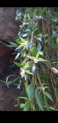 Dendrobium pugioniforme