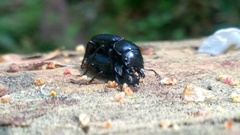 Platycerus oregonensis