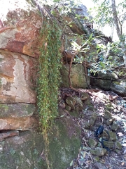 Dendrobium pugioniforme