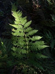 Athyrium yokoscense