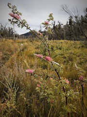 Grevillea acanthifolia