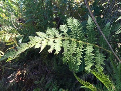 Athyrium yokoscense