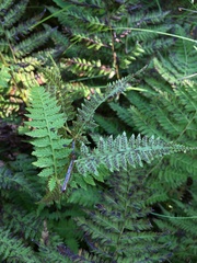 Athyrium yokoscense