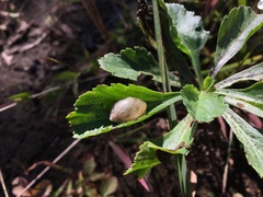 Succinea lauta
