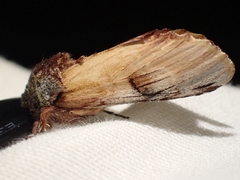 Ianassa pallida