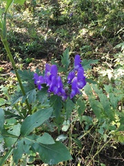 Aconitum taigicola