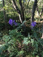Aconitum taigicola