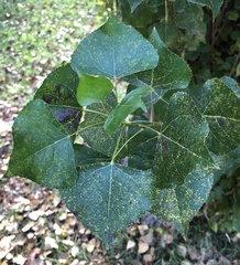 Populus nigra