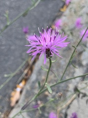 Centaurea stoebe