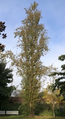 Populus nigra