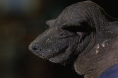 Cheiromeles torquatus