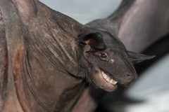 Cheiromeles torquatus