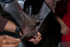 Cheiromeles torquatus